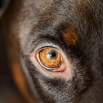 Top 10 Best Budget Gadgets for Students Seeking Real Value